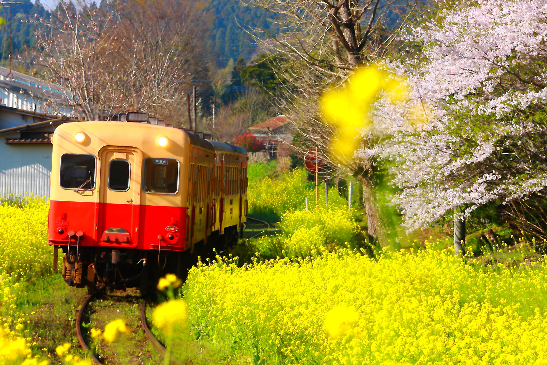 長閑な小湊鉄道